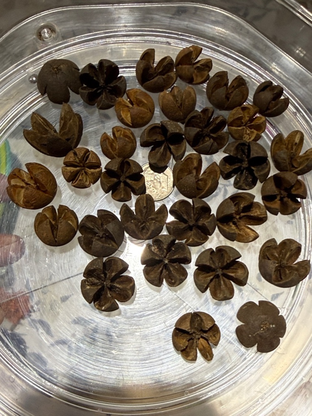 30 Natural Brown Decorative Seed Pods - Rustic Floral Accents - Picture 2 of 4
